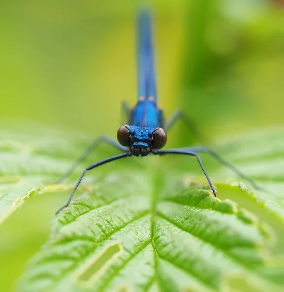Bela libélula na floresta — Fotografia de Stock