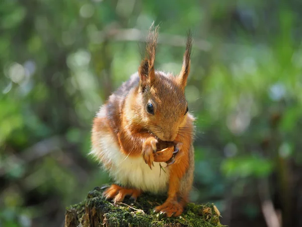 Червона білка на годівниці в лісі — стокове фото