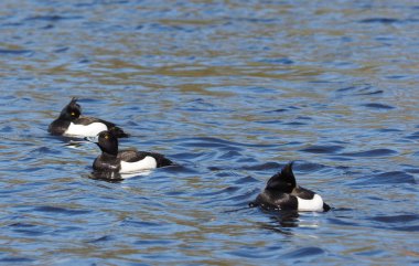 Tepeli ördek göl kenarında