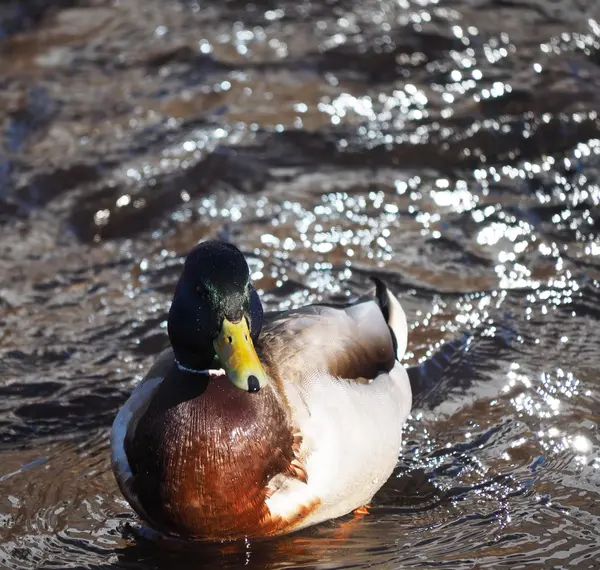 Duck on the lake — Stock Photo, Image