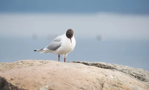 Racek na jezeře — Stock fotografie