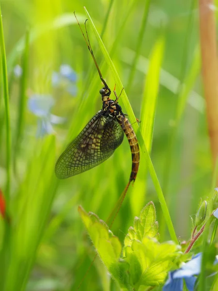 Zbliżenie jętki (Ephemeroptera) na liściu — Zdjęcie stockowe