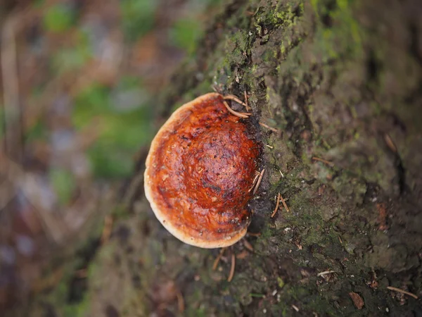 Hongos yesca en un árbol en el bosque —  Fotos de Stock