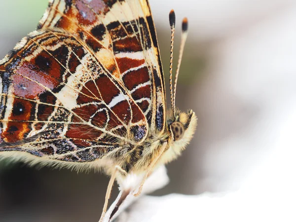 Piękny motyl w lesie — Zdjęcie stockowe