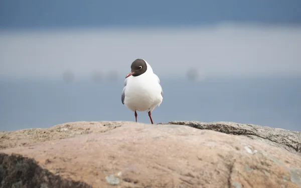 Seagull on the lake — Stock Photo, Image