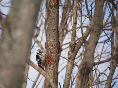 Ormandaki bir ağaç üzerinde ağaçkakan