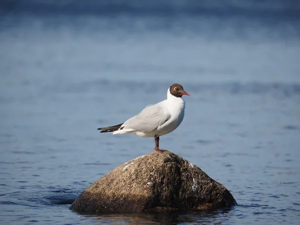 Black-headed gull on lake — Stock Photo, Image