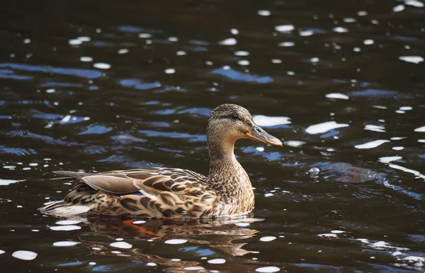 Pato no lago — Fotografia de Stock