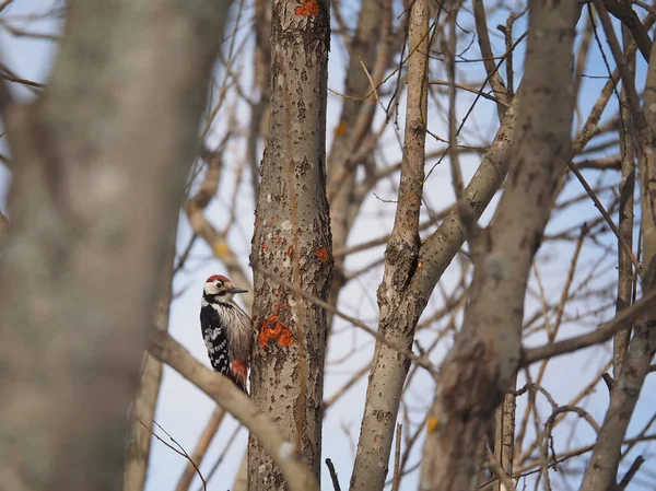 Pájaro carpintero de cabeza gris en un árbol en el bosque — Foto de Stock