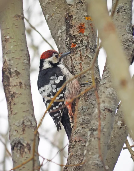 Grijs-headed specht op een boom in het bos — Stockfoto