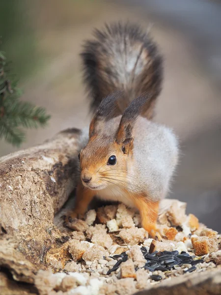 Écureuil roux sur un abreuvoir dans la forêt — Photo