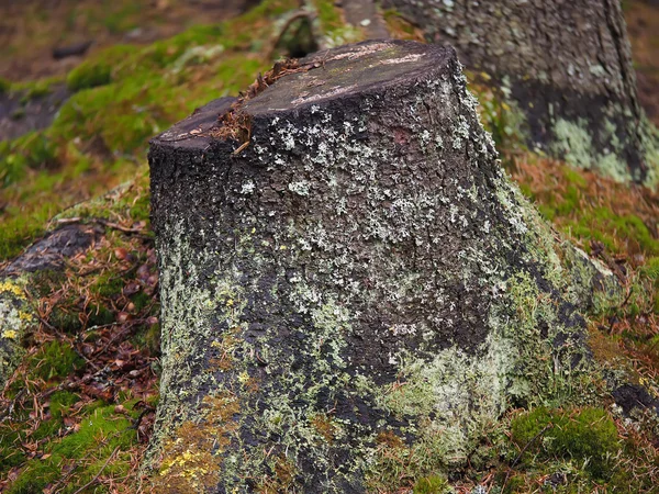 Ormanın içinde büyümüş ağaç kütüğü — Stok fotoğraf