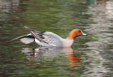Wigeon ördek (Anas penelope) Nehri üzerinde