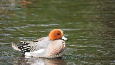 Wigeon ördek (Anas penelope) Nehri üzerinde