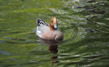 Wigeon ördek (Anas penelope) Nehri üzerinde