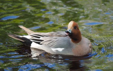 Wigeon ördek (Anas penelope) Nehri üzerinde