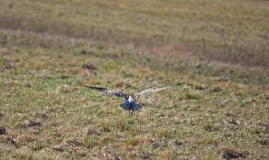 kuş kocagöz alanında