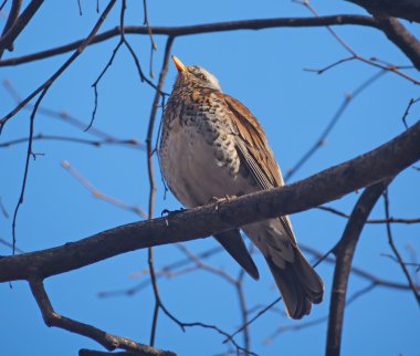 Ardıç Fieldfare ormandaki bir ağaç üzerinde