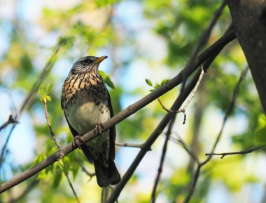 Ardıç Fieldfare ormandaki bir ağaç üzerinde