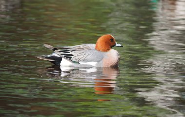 Wigeon ördek (Anas penelope) Nehri üzerinde