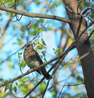 Ardıç Fieldfare ormandaki bir ağaç üzerinde