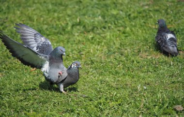 Çimlerin üzerinde güvercinler