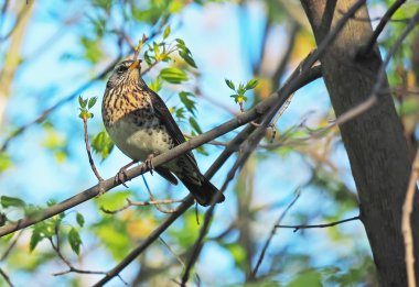 Ardıç Fieldfare ormandaki bir ağaç üzerinde