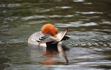 Wigeon ördek (Anas penelope) Nehri üzerinde