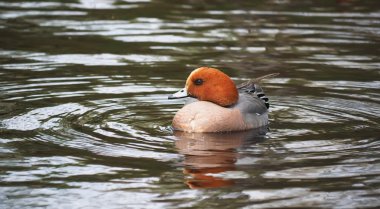 Wigeon ördek (Anas penelope) Nehri üzerinde