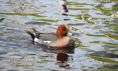 Wigeon ördek (Anas penelope) Nehri üzerinde