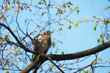 Ardıç Fieldfare ormandaki bir ağaç üzerinde