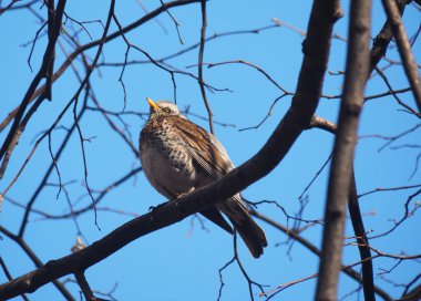 Ardıç Fieldfare ormandaki bir ağaç üzerinde