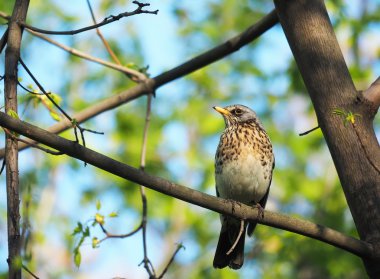 Ardıç Fieldfare ormandaki bir ağaç üzerinde