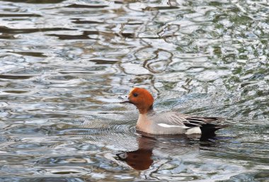 Wigeon ördek (Anas penelope) Nehri üzerinde