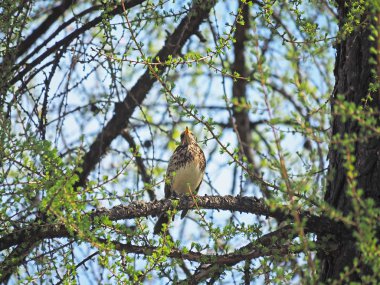 Ardıç Fieldfare ormandaki bir ağaç üzerinde