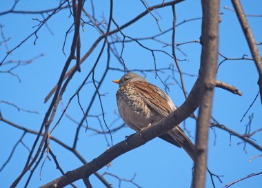 Ardıç Fieldfare ormandaki bir ağaç üzerinde