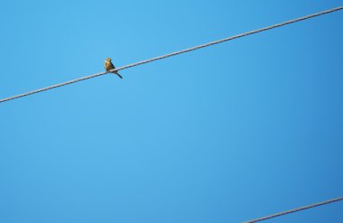 Sarı kiraz kuşu kuş teller üzerinde