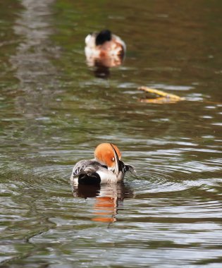 Wigeon ördek (Anas penelope) Nehri üzerinde