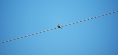 Sarı kiraz kuşu kuş teller üzerinde