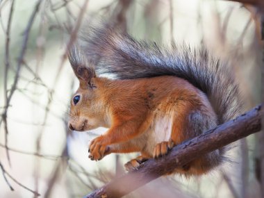 Kızıl sincap ormanın içinde bir beslenme yalak üzerinde