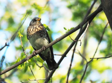 Ardıç Fieldfare ormandaki bir ağaç üzerinde