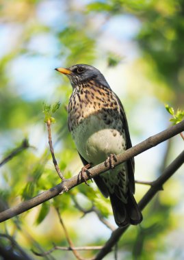 Ardıç Fieldfare ormandaki bir ağaç üzerinde