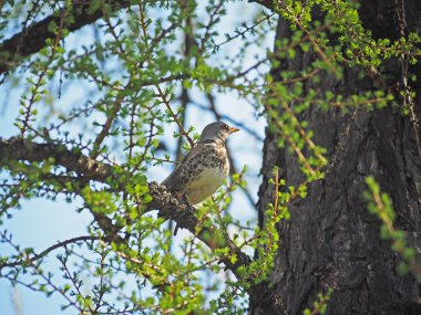 Ardıç Fieldfare ormandaki bir ağaç üzerinde