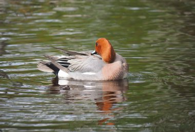 Wigeon ördek (Anas penelope) Nehri üzerinde