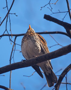 Ardıç Fieldfare ormandaki bir ağaç üzerinde