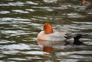 Wigeon ördek (Anas penelope) Nehri üzerinde