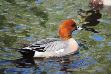 Wigeon ördek (Anas penelope) Nehri üzerinde