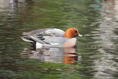 Wigeon ördek (Anas penelope) Nehri üzerinde
