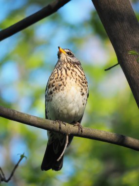 Ardıç Fieldfare ormandaki bir ağaç üzerinde