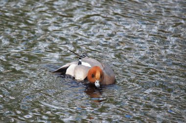 Wigeon ördek (Anas penelope) Nehri üzerinde